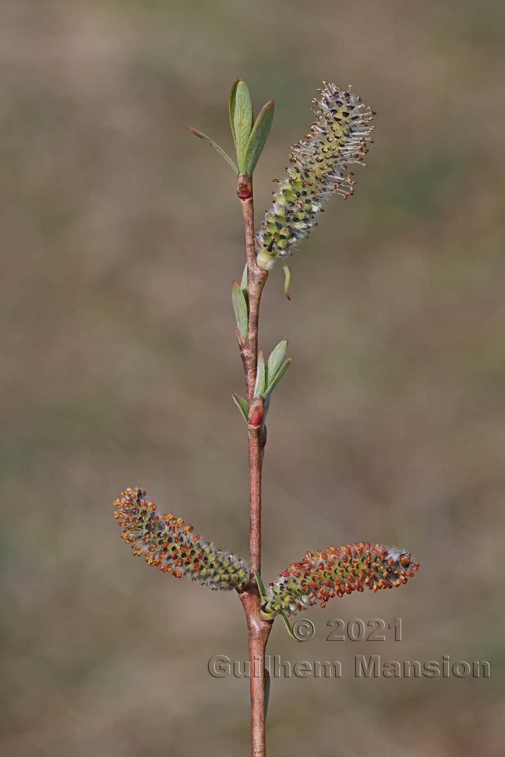 Salix purpurea