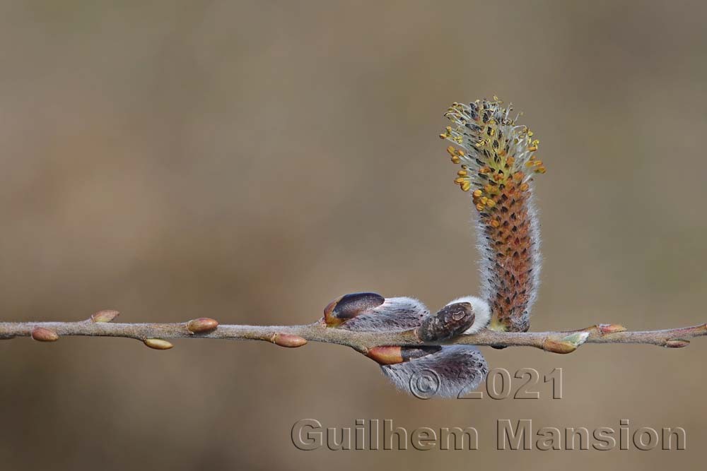 Salix purpurea