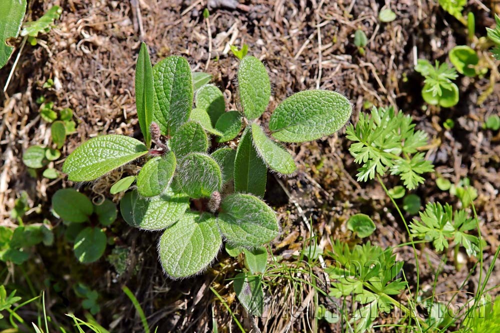 Salix reticulata