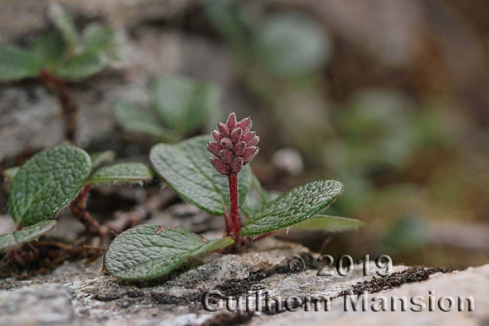 Salix reticulata