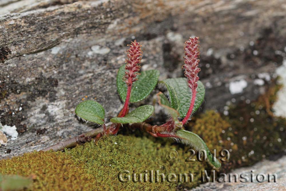 Salix reticulata