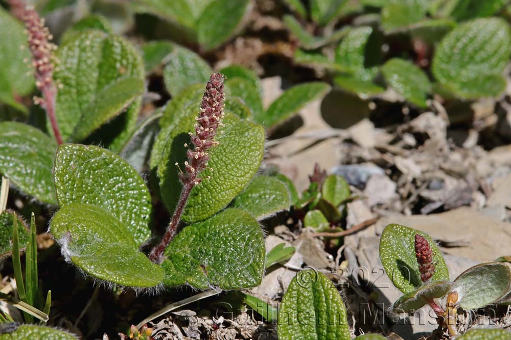 Salix reticulata