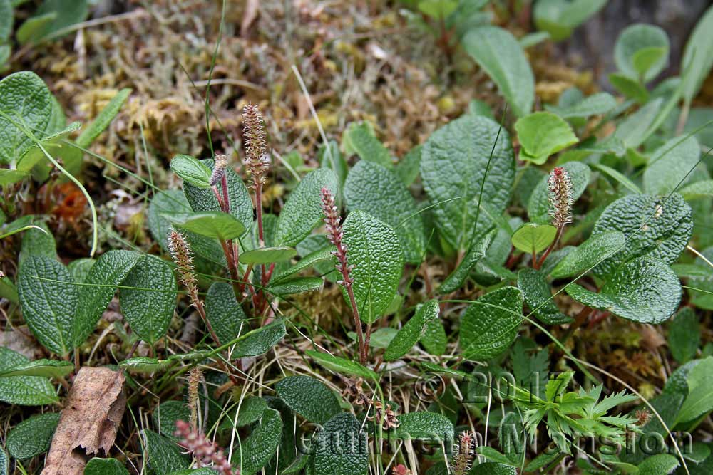 Salix reticulata