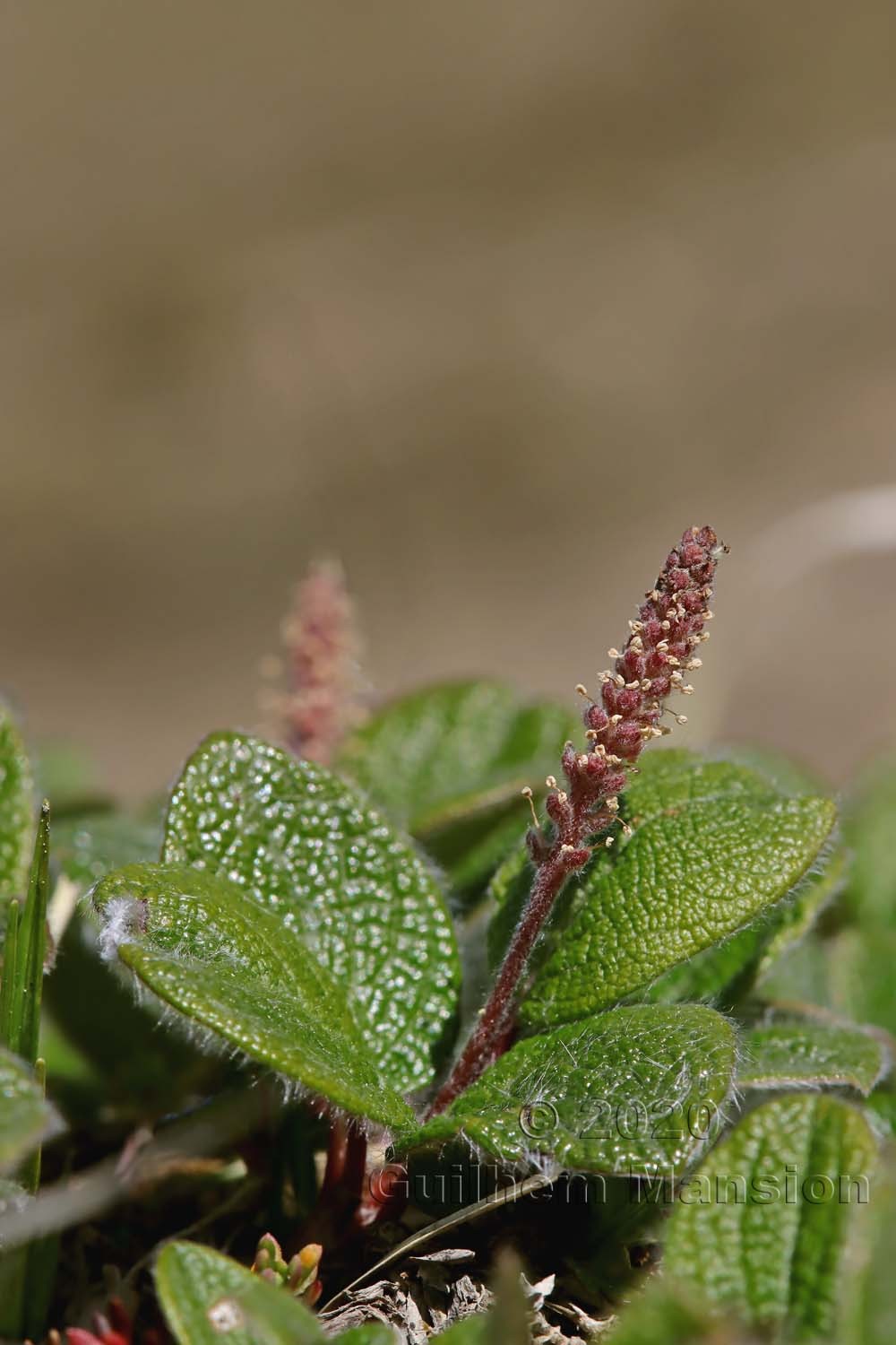 Salix reticulata