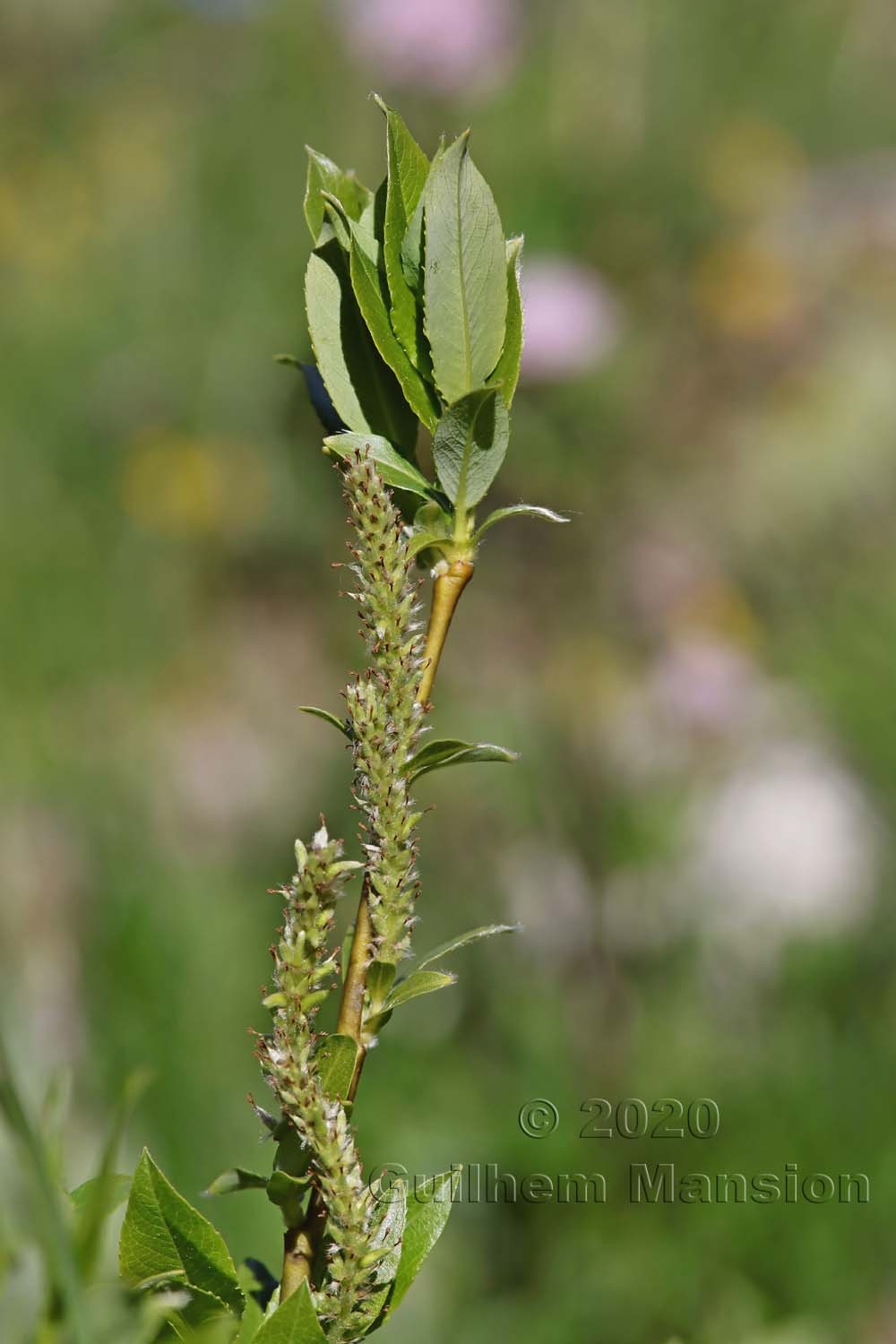 Salix waldsteiniana