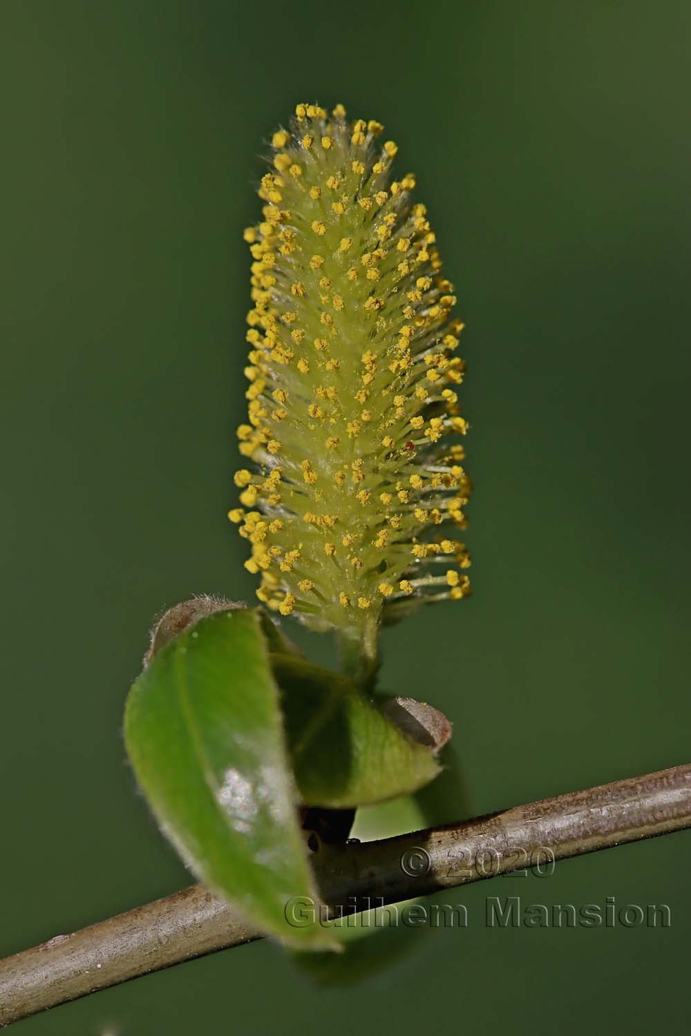 Salix x fragilis