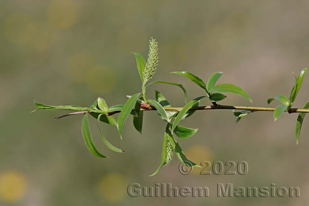 Salix x fragilis