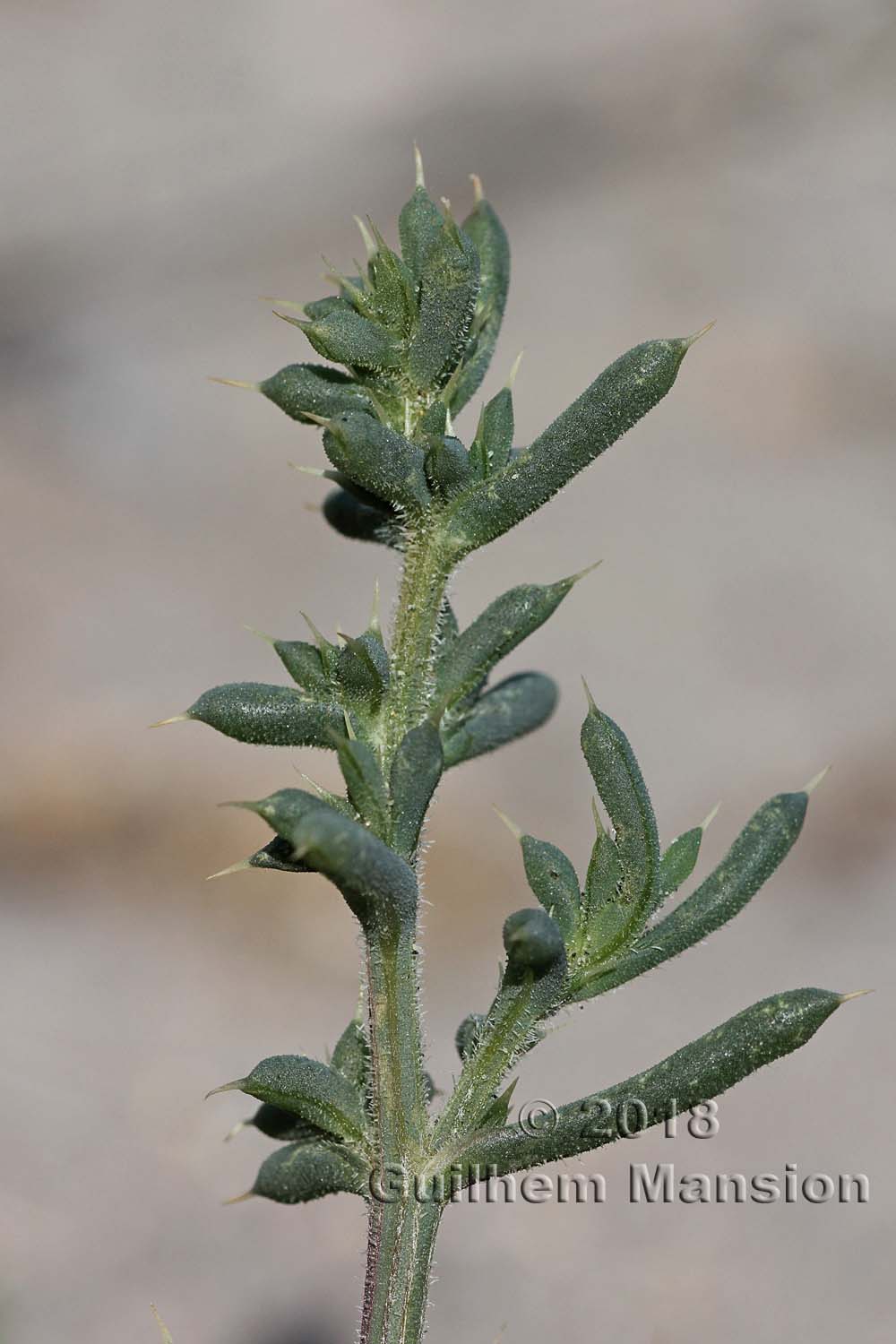 Salsola sp.