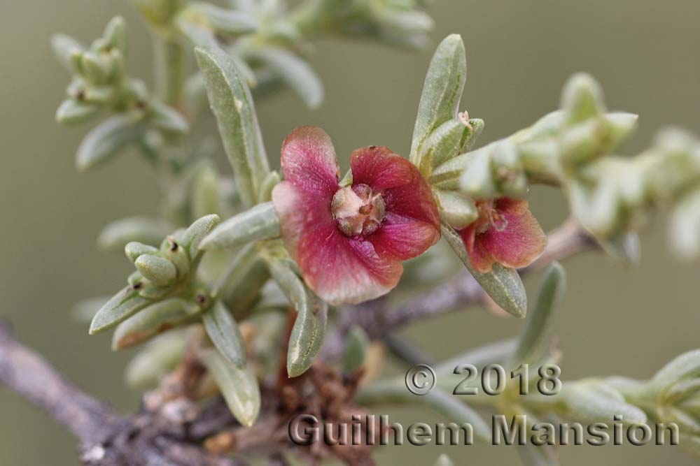 Salsola oppositifolia