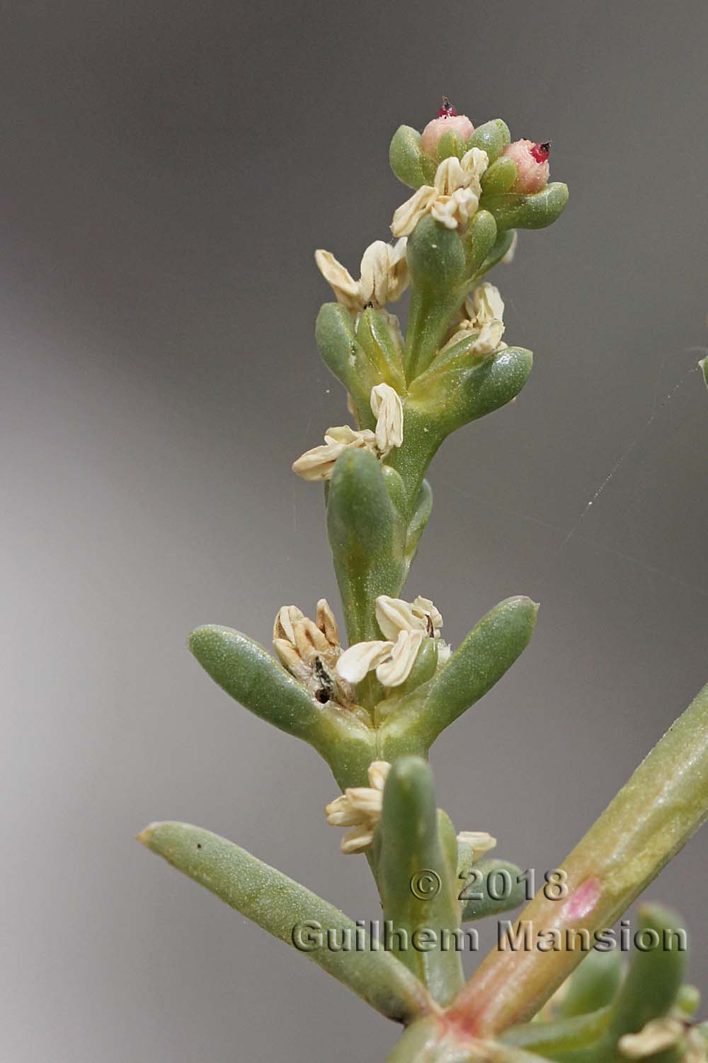 Salsola oppositifolia