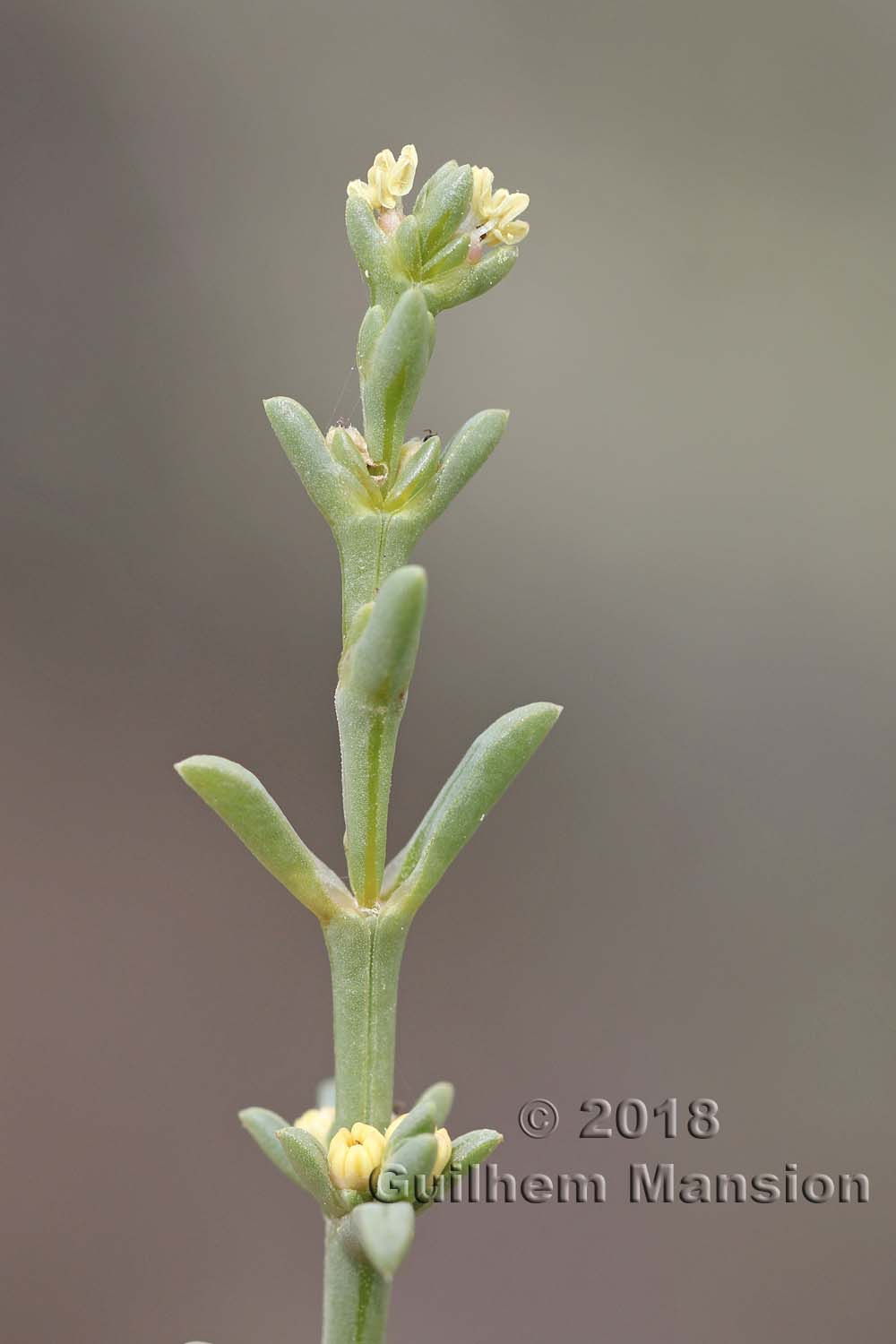 Salsola oppositifolia