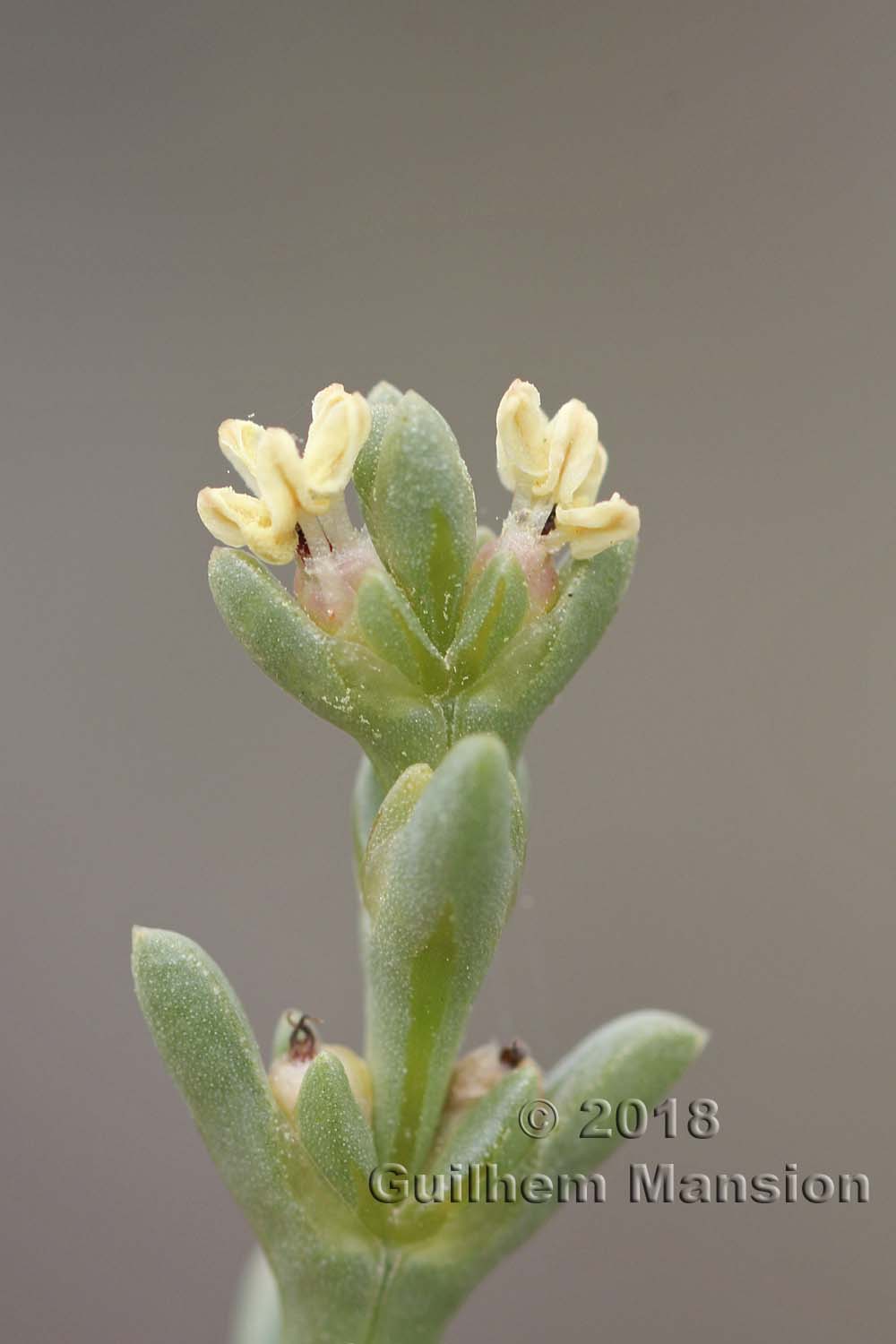 Salsola oppositifolia