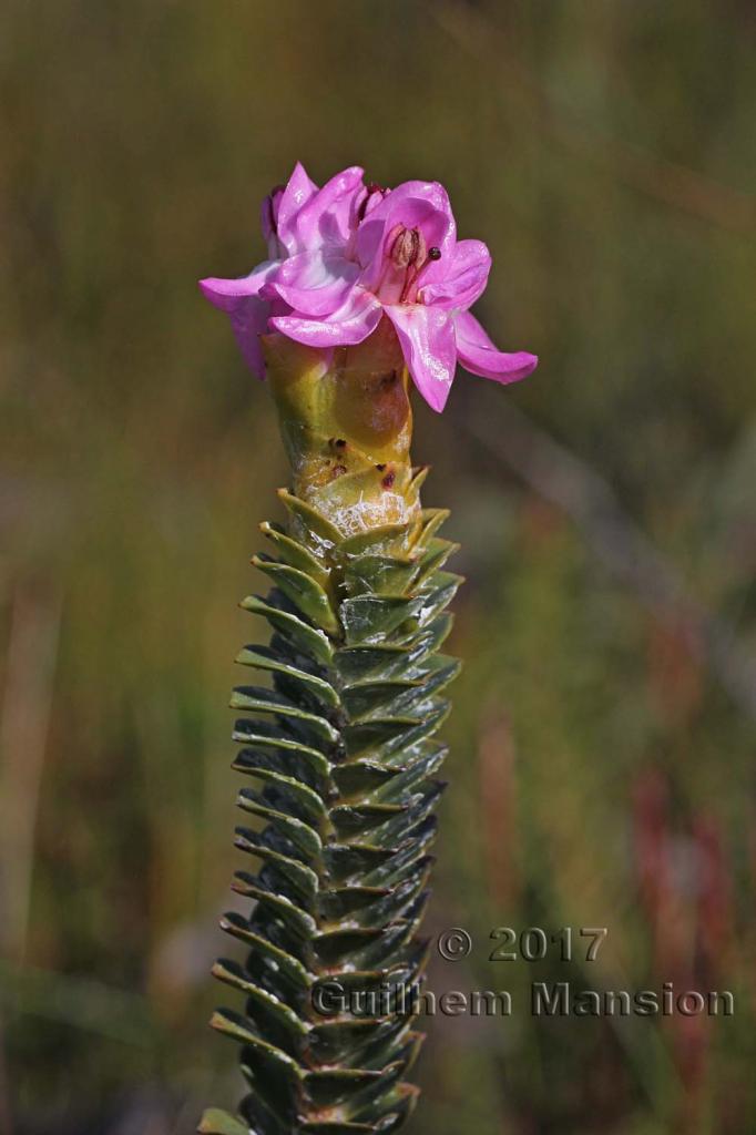 Saltera sarcocolla