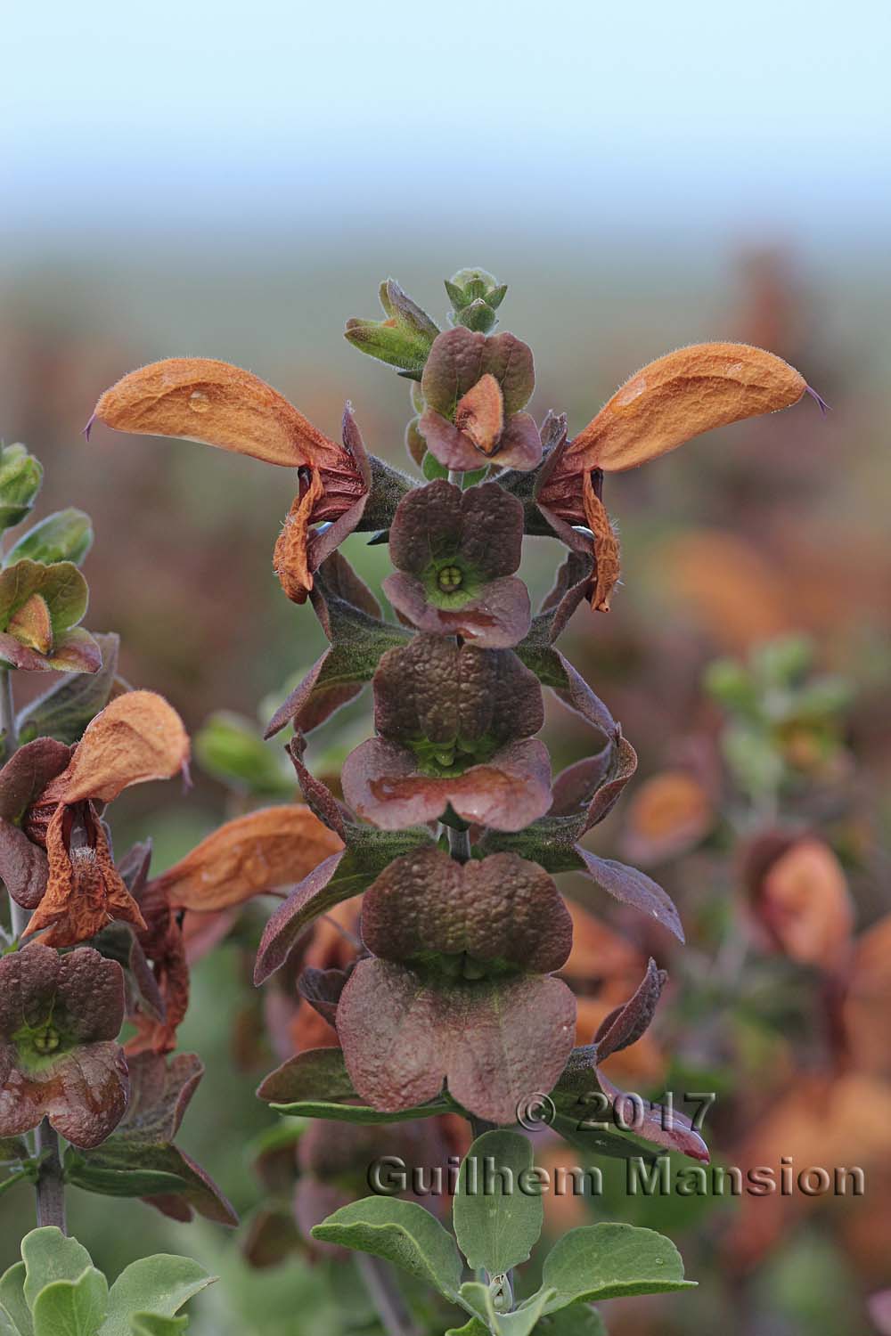 Salvia africana-lutea