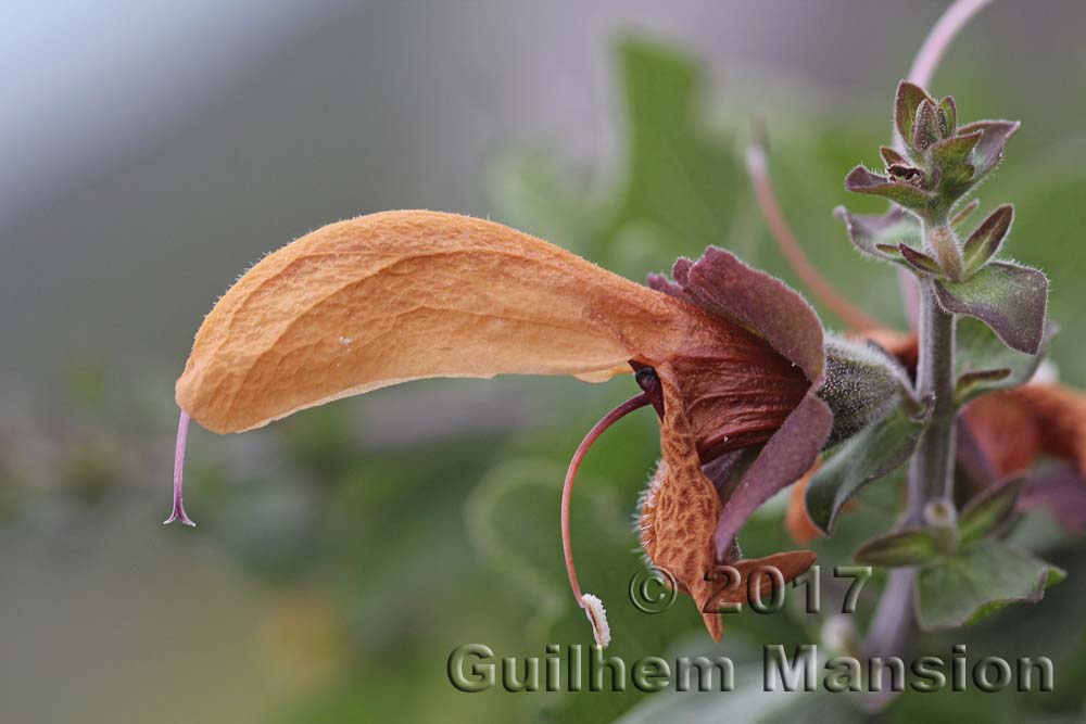 Salvia africana-lutea