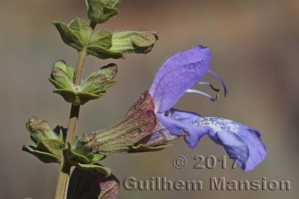 Salvia dentata