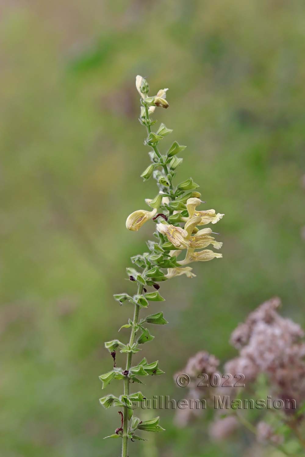 Salvia glutinosa