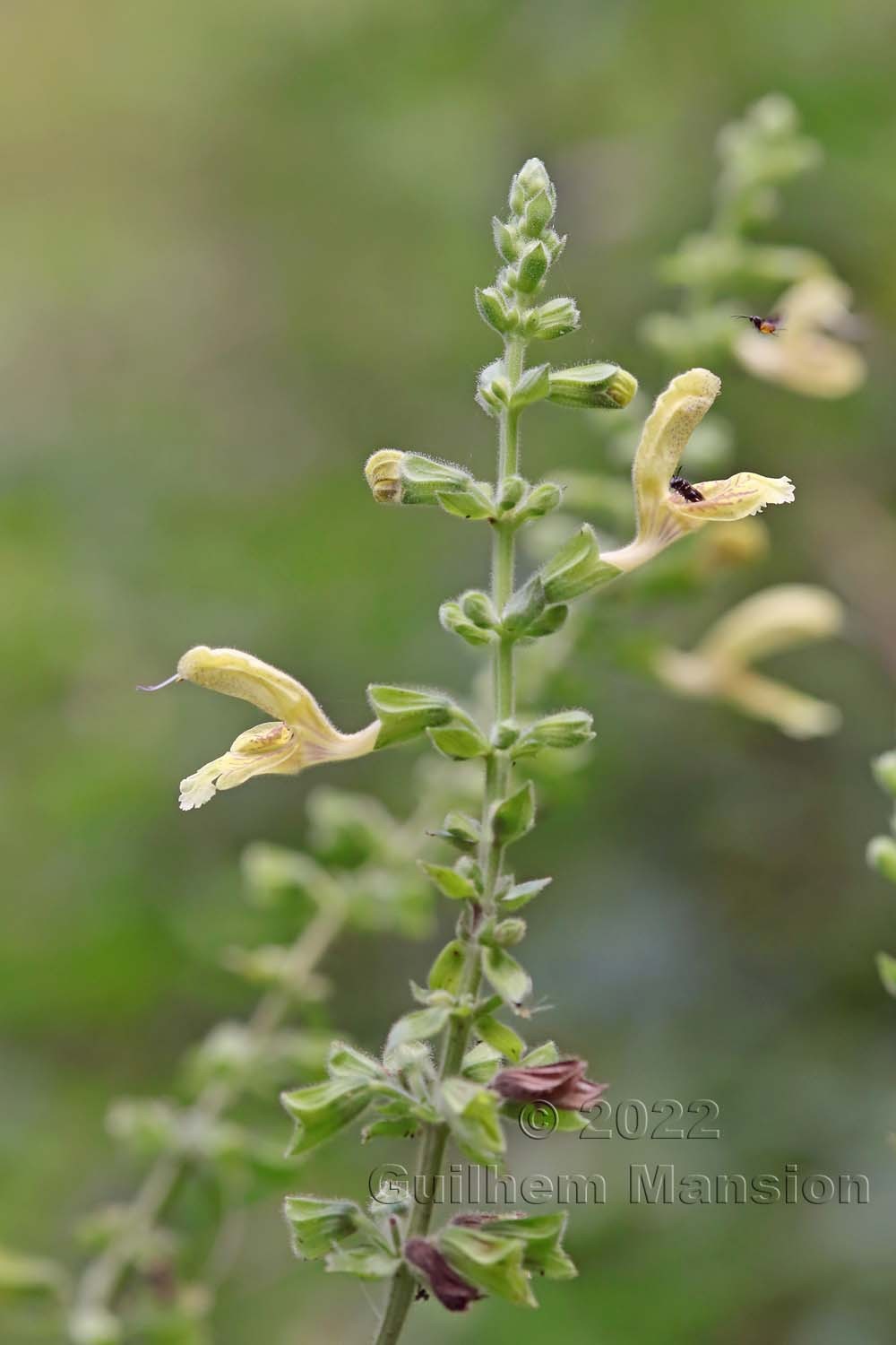 Salvia glutinosa