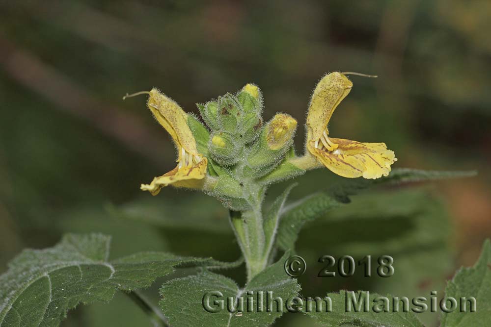 Salvia glutinosa