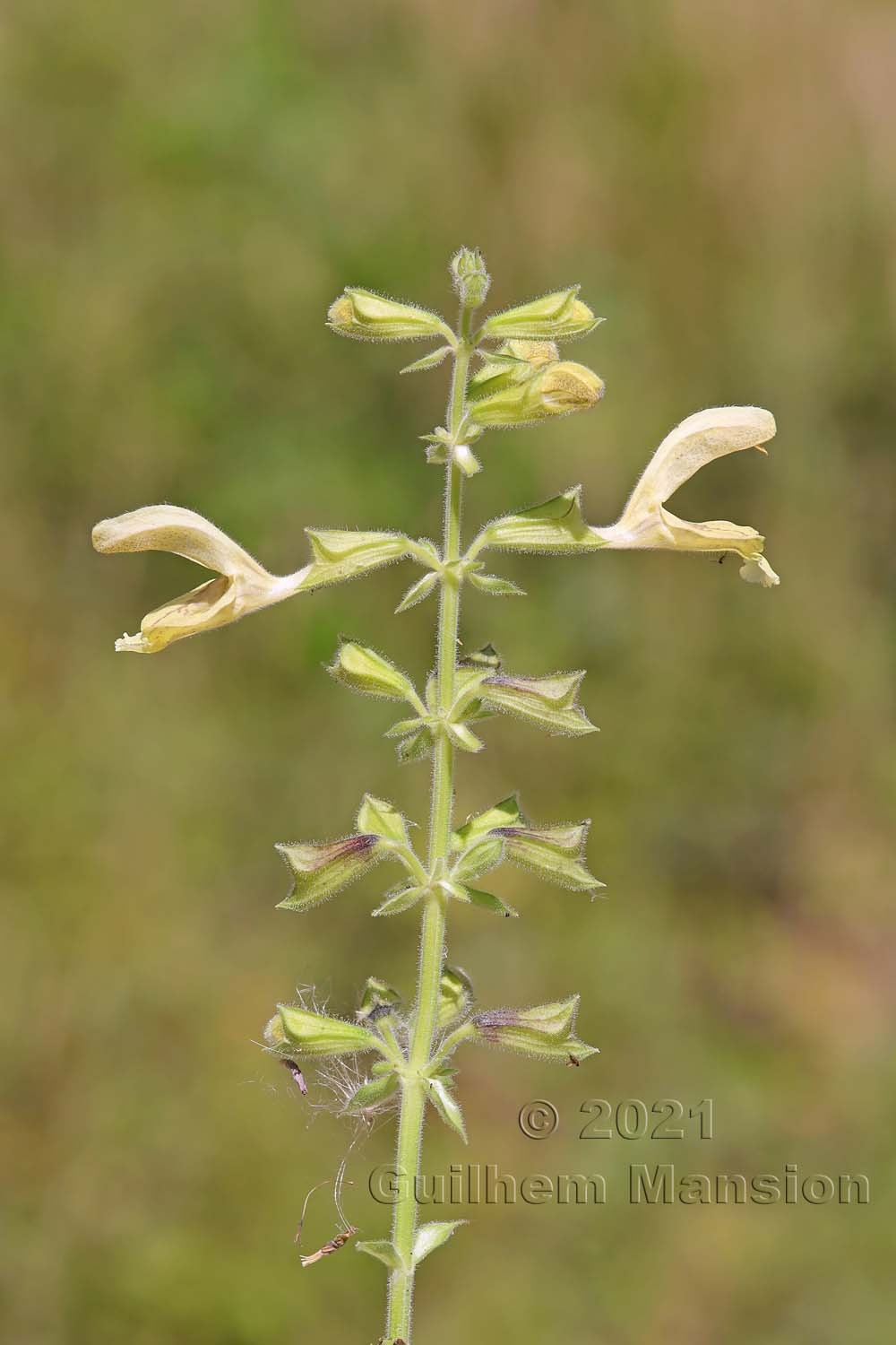 Salvia glutinosa