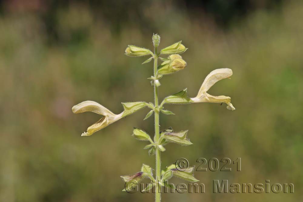 Salvia glutinosa