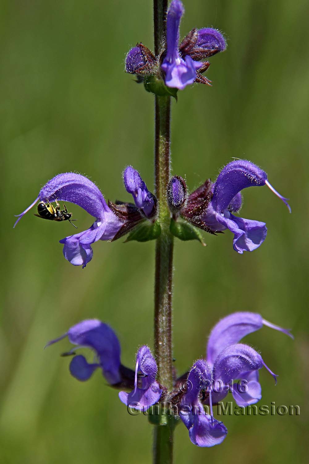 Salvia pratensis