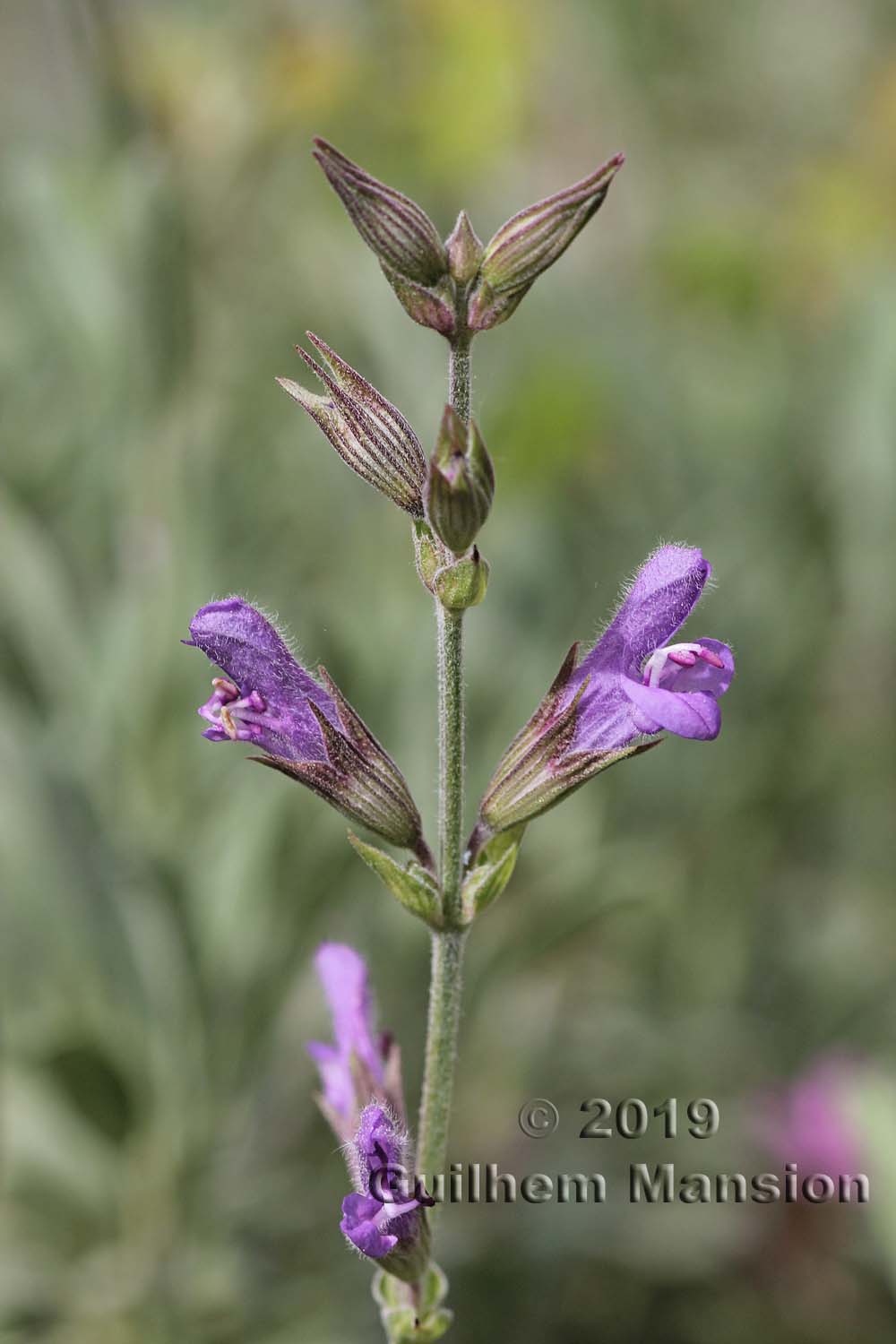 Salvia officinalis