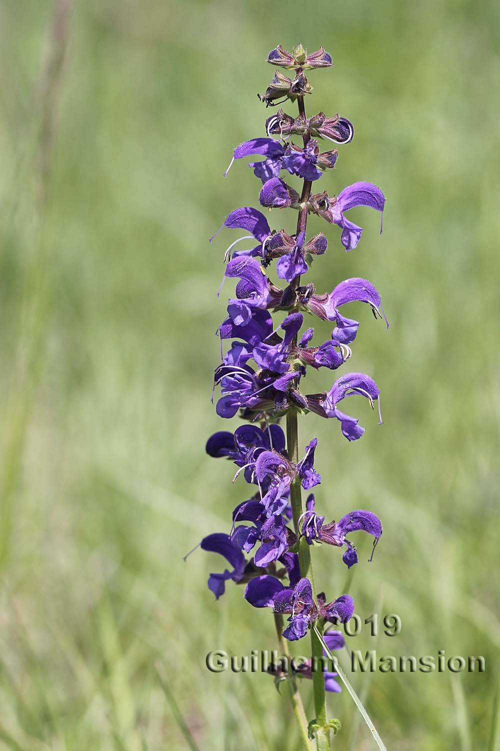 Salvia pratensis