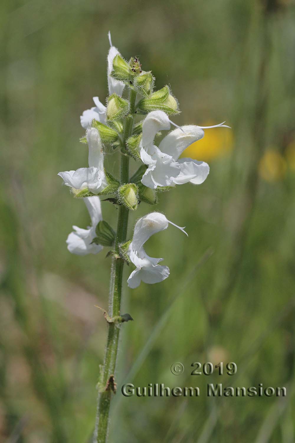 Salvia pratensis