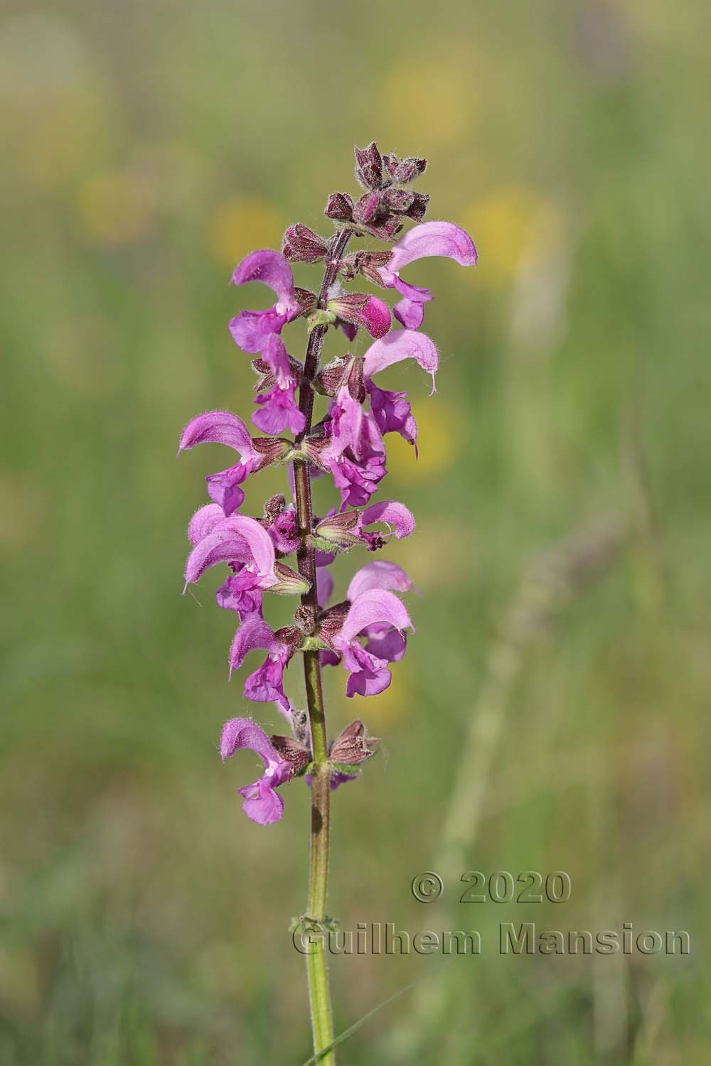 Salvia pratensis