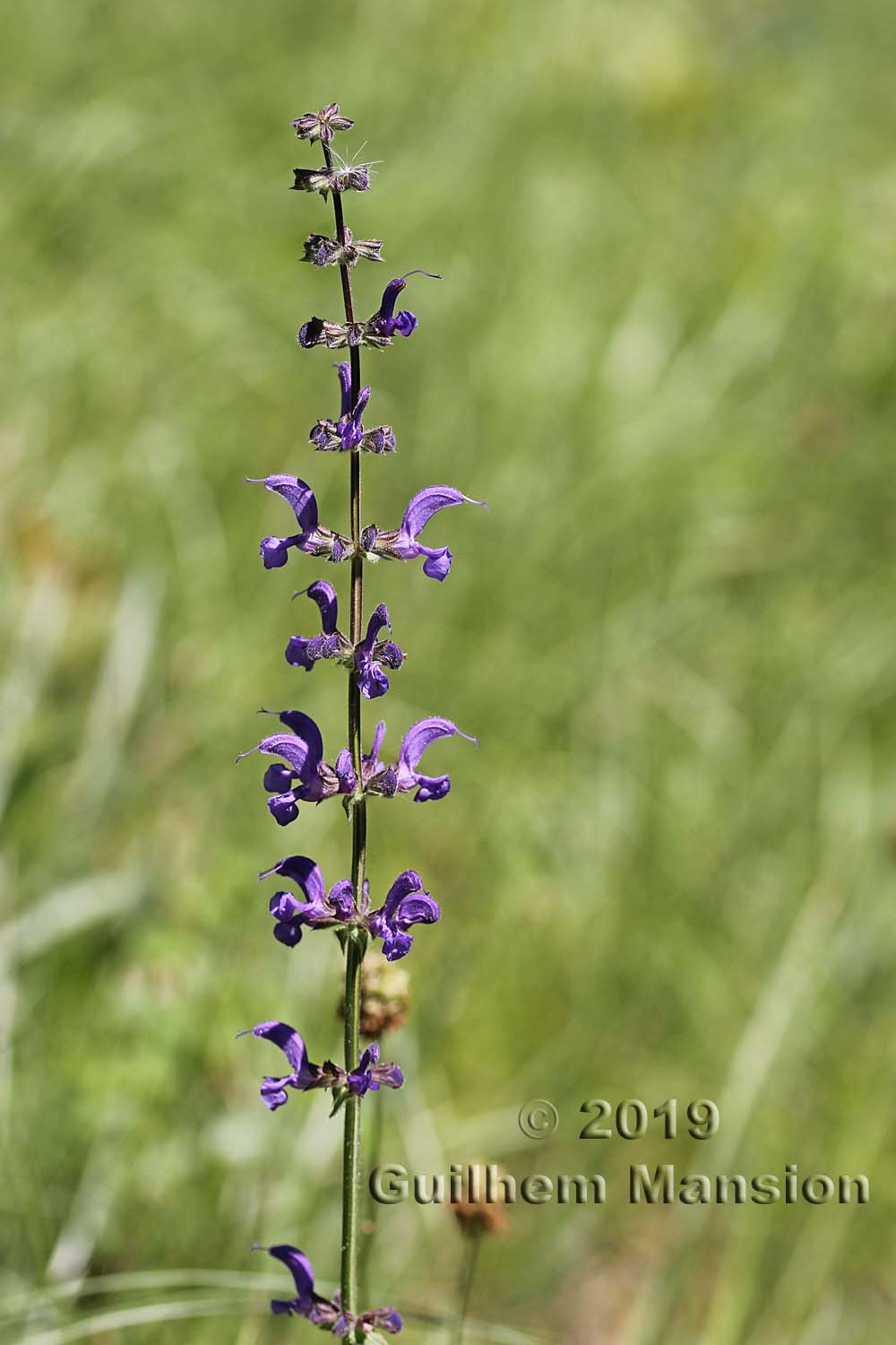 Salvia pratensis