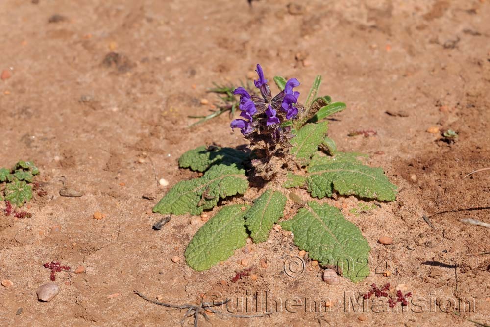 Salvia sclareoides