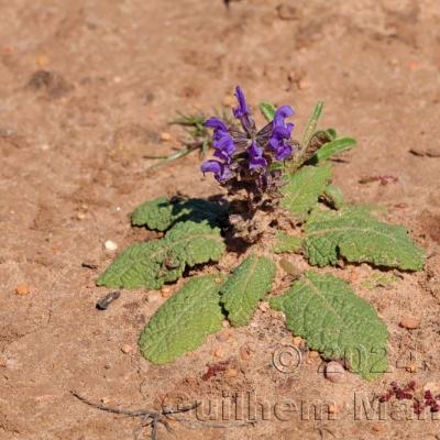 Salvia sclareoides