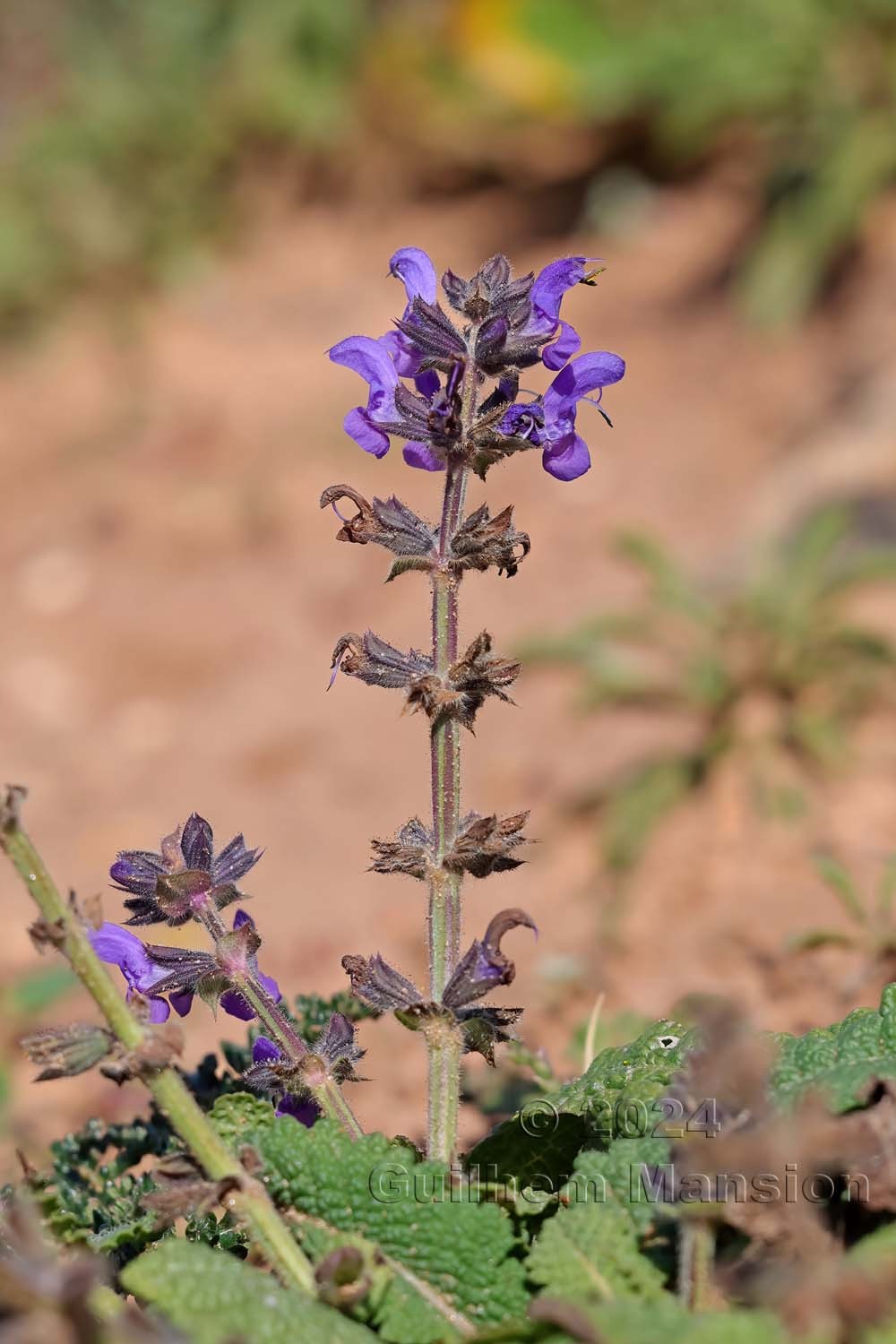 Salvia sclareoides