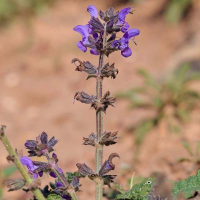 Salvia sclareoides
