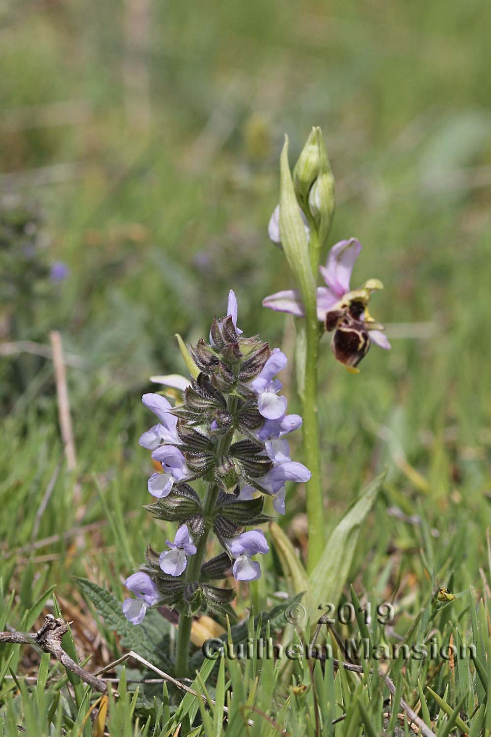 Salvia verbenaca