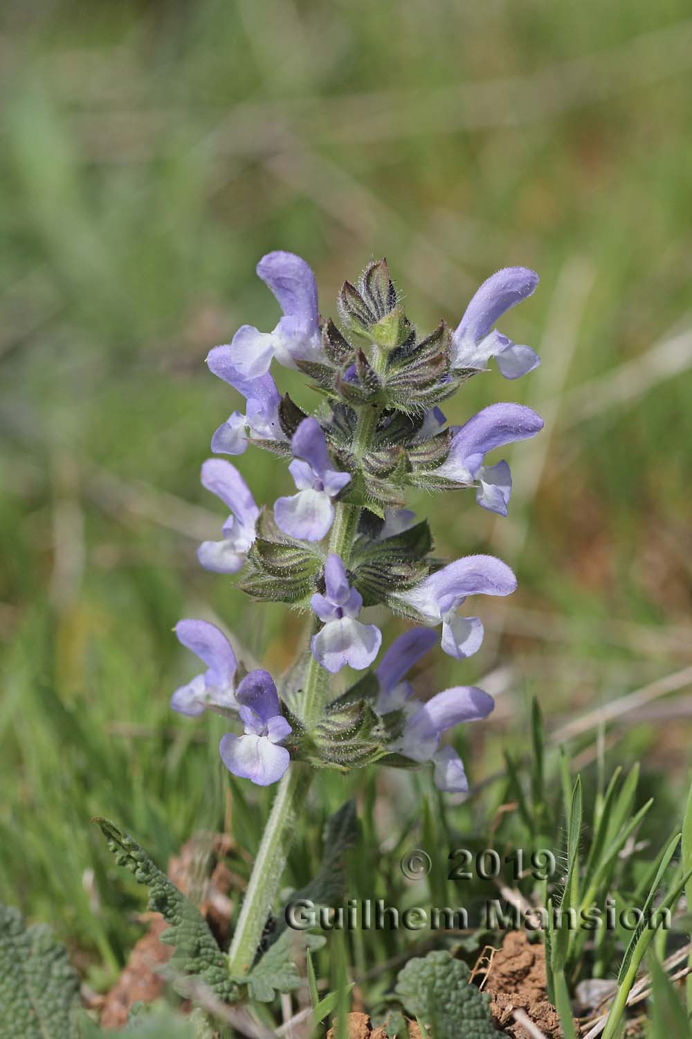 Salvia verbenaca