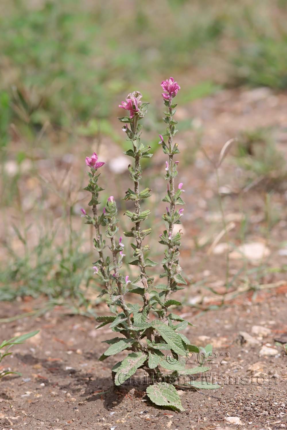 Salvia viridis