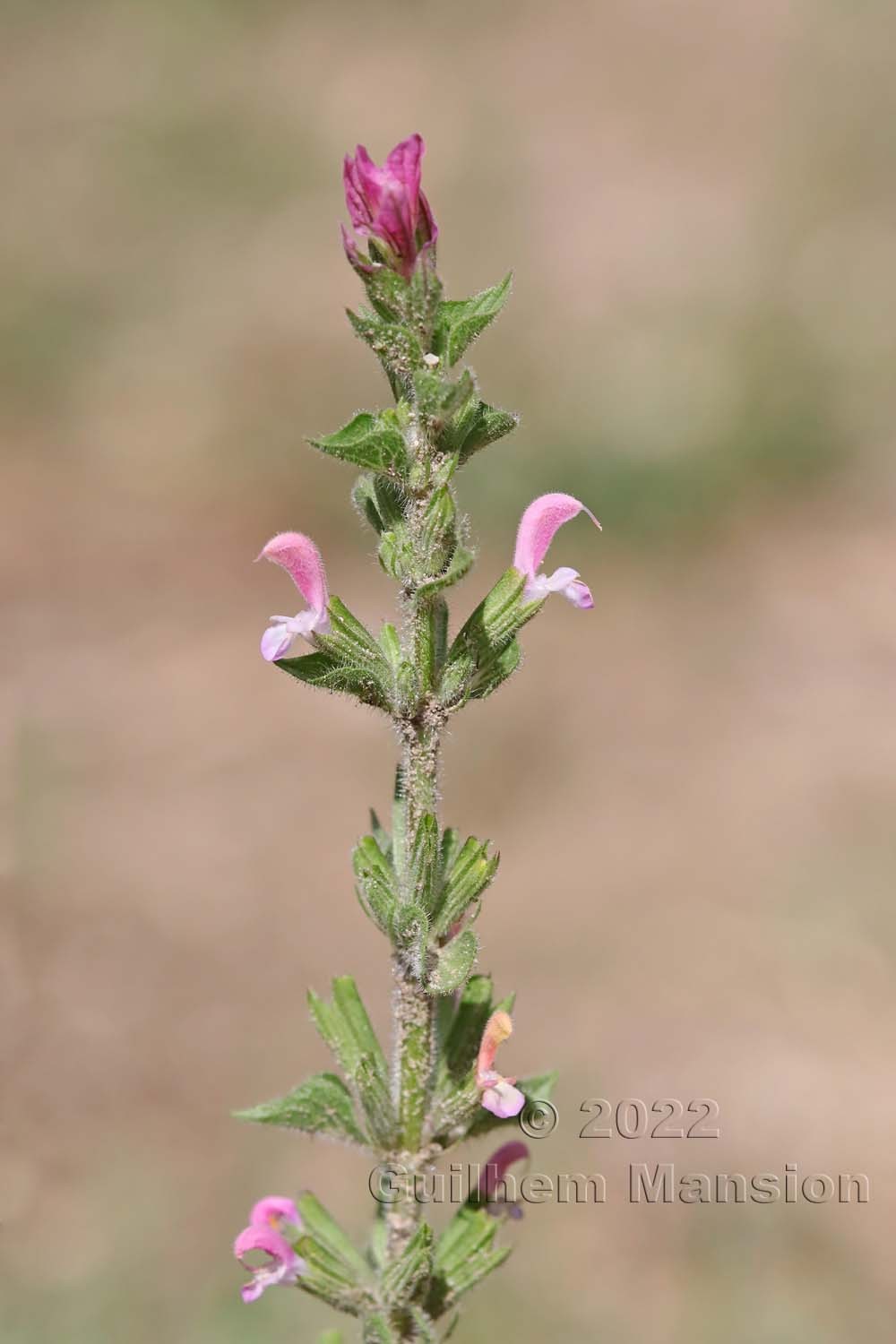 Salvia viridis