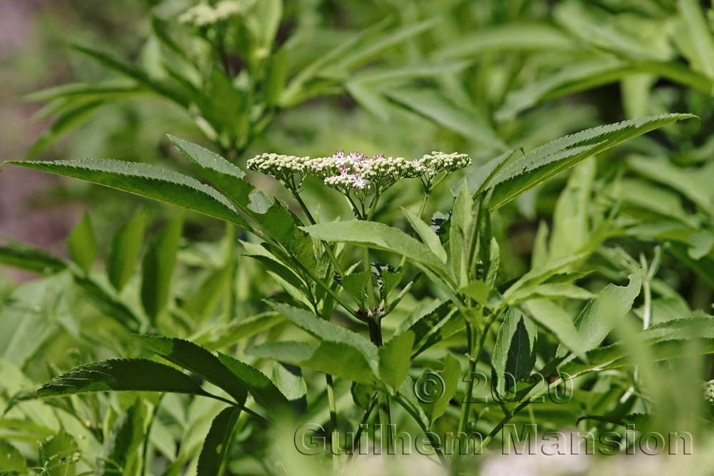 Sambucus ebulus