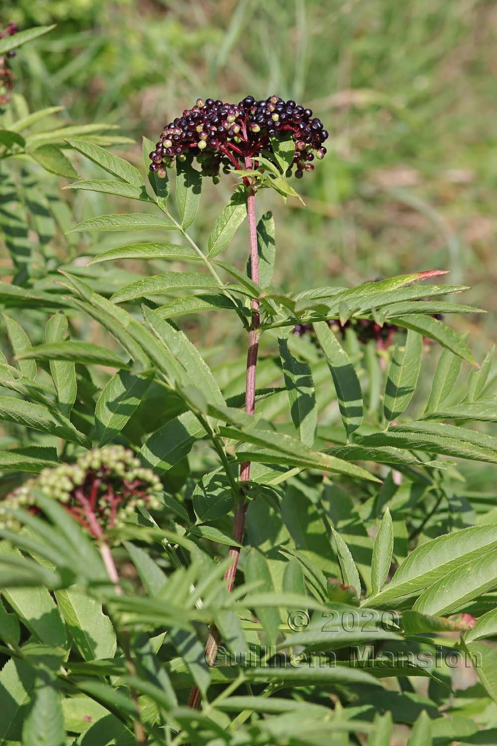 Sambucus ebulus