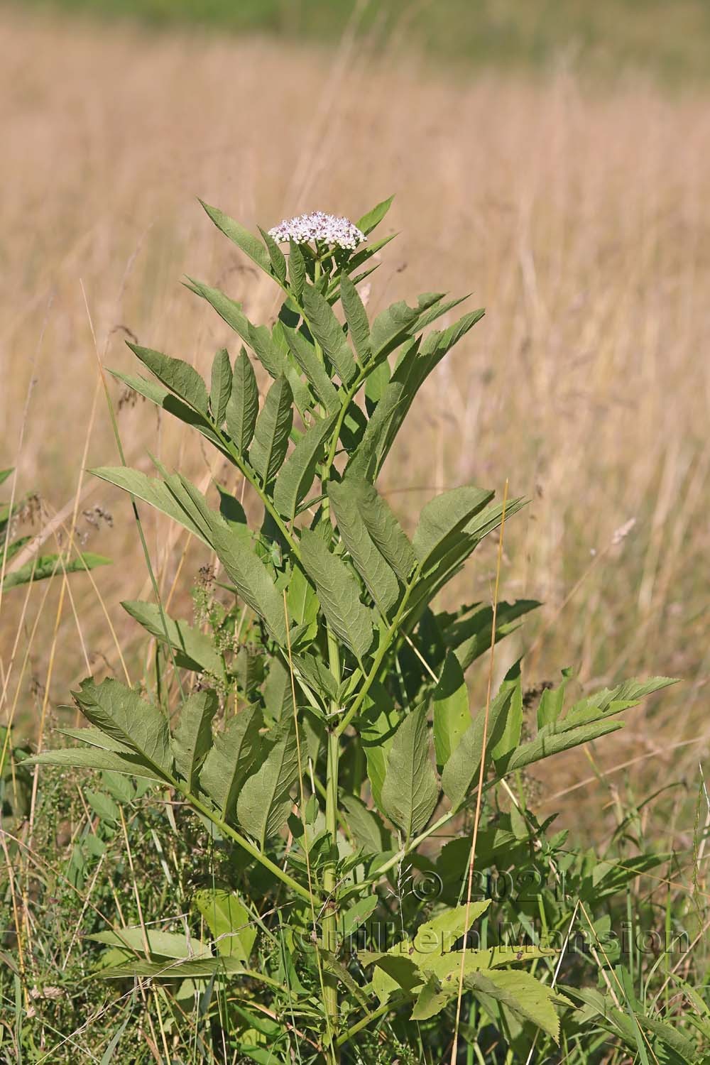 Sambucus ebulus