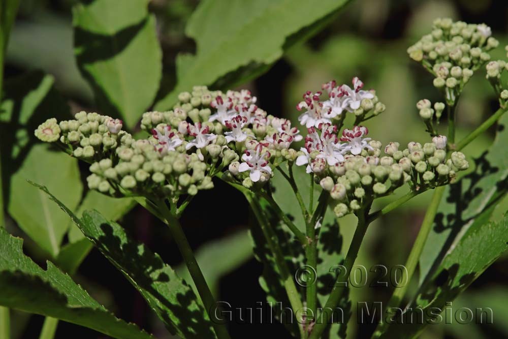 Sambucus ebulus