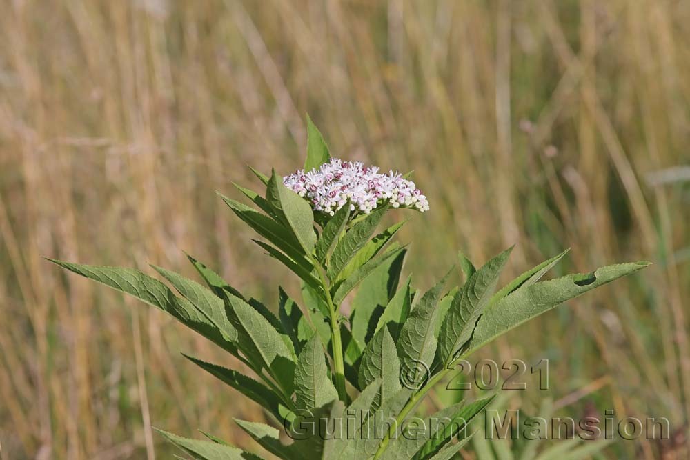 Sambucus ebulus