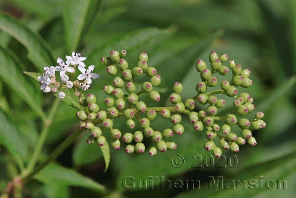 Sambucus ebulus