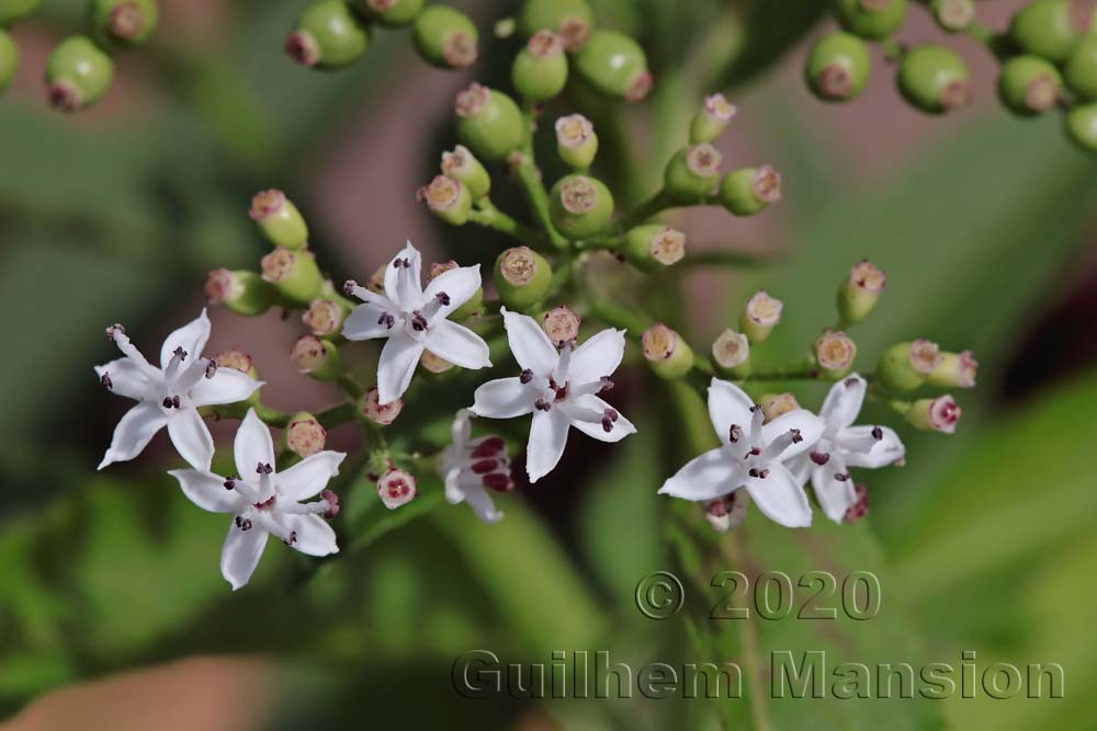 Sambucus ebulus