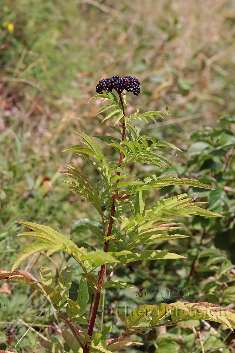 Sambucus ebulus