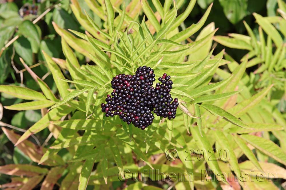 Sambucus ebulus