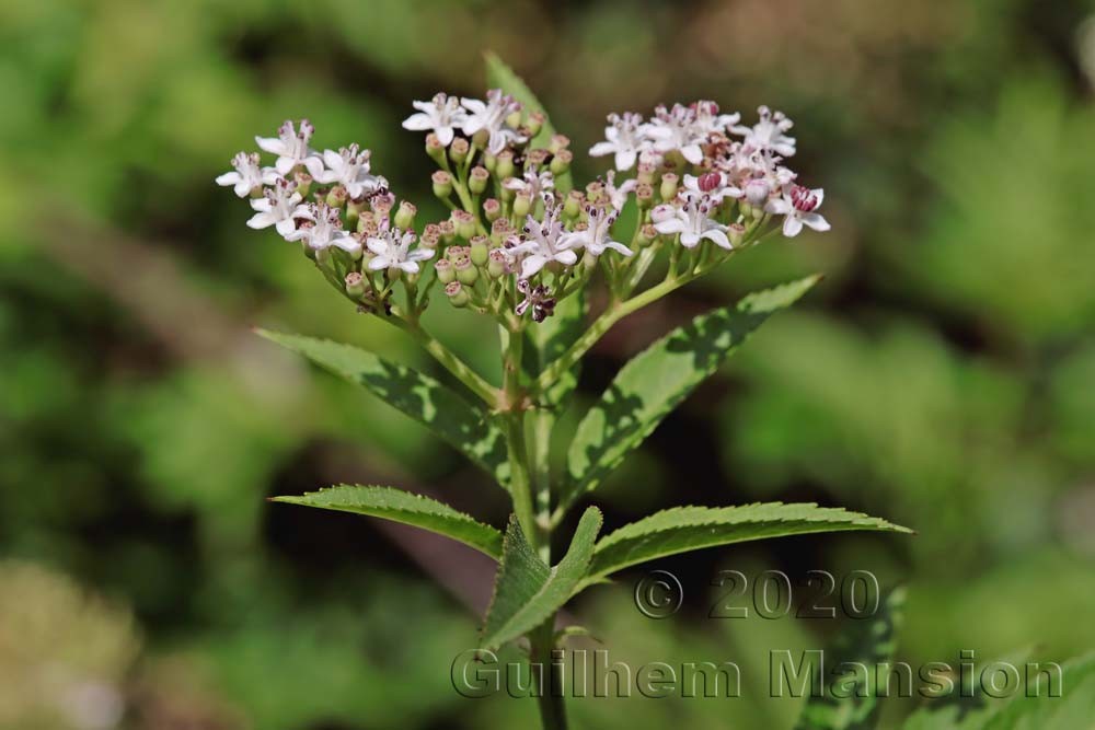 Sambucus ebulus