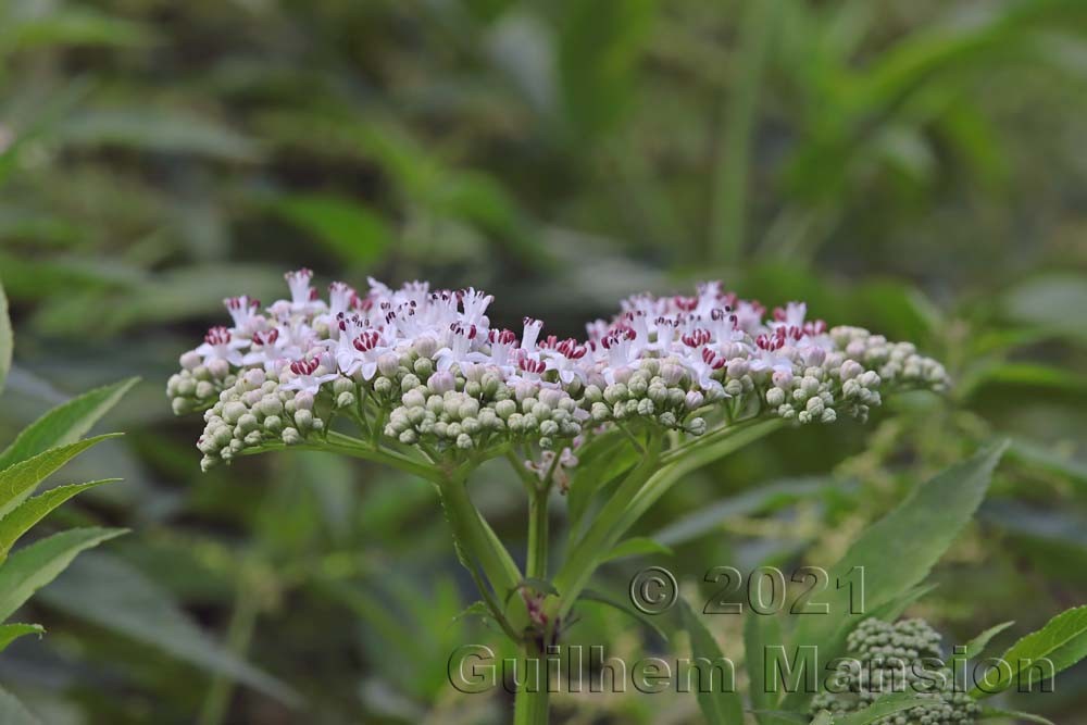 Sambucus ebulus